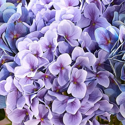 💥Last Day 70% OFF💐Artificial Outdoor Hydrangea Flowers - UV resistant, Waterproof, Windproof