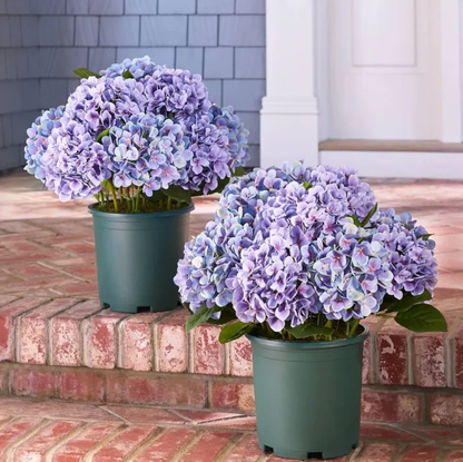 💥Last Day 70% OFF💐Artificial Outdoor Hydrangea Flowers - UV resistant, Waterproof, Windproof